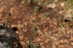06-פרפר