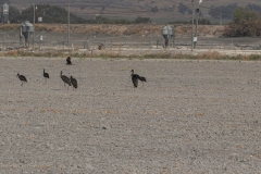 01-Kfar-Rupin-Bird-Watching