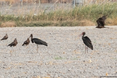 02-Kfar-Rupin-Bird-Watching