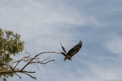 05-Kfar-Rupin-Bird-Watching