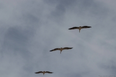 10-Kfar-Rupin-Bird-Watching