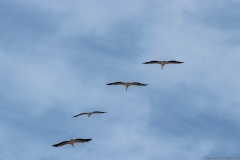 11-Kfar-Rupin-Bird-Watching