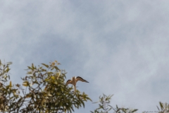 12-Kfar-Rupin-Bird-Watching
