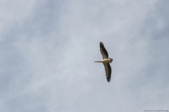 13-Kfar-Rupin-Bird-Watching