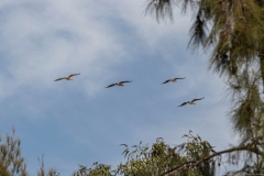 15-Kfar-Rupin-Bird-Watching