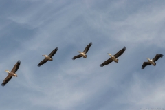 16-Kfar-Rupin-Bird-Watching