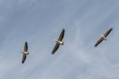 17-Kfar-Rupin-Bird-Watching