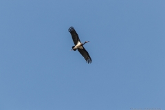 01-Kfar-Ruppin-Bird-Watching