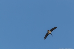 02-Kfar-Ruppin-Bird-Watching