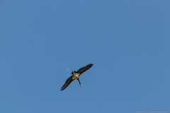 03-Kfar-Ruppin-Bird-Watching