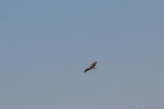04-Kfar-Ruppin-Bird-Watching