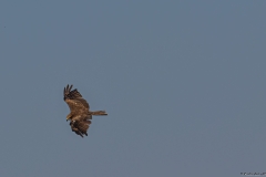 05-Kfar-Ruppin-Bird-Watching