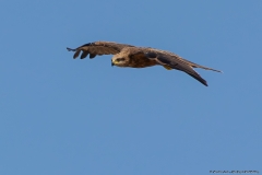 06-Kfar-Ruppin-Bird-Watching