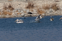 07-Kfar-Ruppin-Bird-Watching