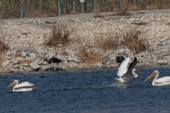 08-Kfar-Ruppin-Bird-Watching