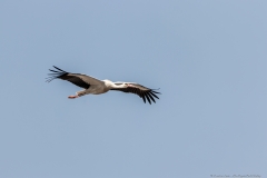 09-Kfar-Ruppin-Bird-Watching