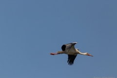 10-Kfar-Ruppin-Bird-Watching