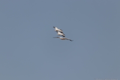 11-Kfar-Ruppin-Bird-Watching