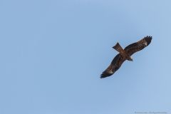 12-Kfar-Ruppin-Bird-Watching