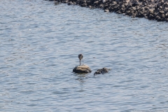 13-Kfar-Ruppin-Bird-Watching