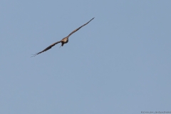 14-Kfar-Ruppin-Bird-Watching