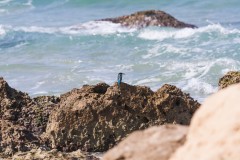 1000D_Kingfisher0059