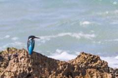 1000D_Kingfisher0061-2