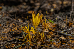 14-Large-Sternbergia