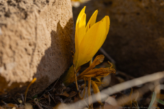 15-Large-Sternbergia