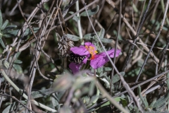 09-בורות-לוץ-פרחים