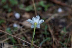 06-Macro-Sat-21-Nov-2020