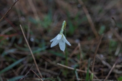 08-Macro-Sat-21-Nov-2020