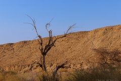 03-Nahal-Mishmar-art-One
