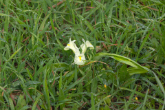 03-Nahal-Taninim-24-01-2025