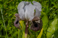 06-Nazareth-Iris