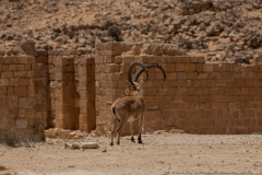 15-Gail-Rubin-Project-Great-and-small-Fin-Nubian-Ibex