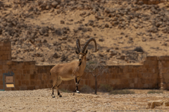 16-Gail-Rubin-Project-Great-and-small-Fin-Nubian-Ibex