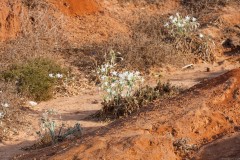 1000D_Pancratium-maritimum0011