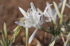 6D_Pancratium-maritimum0003