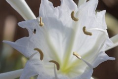 6D_Pancratium-maritimum0004-3