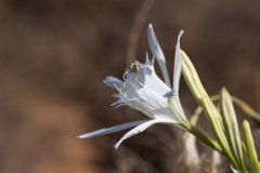 6D_Pancratium-maritimum0019