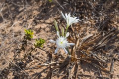 6D_Pancratium-maritimum0050