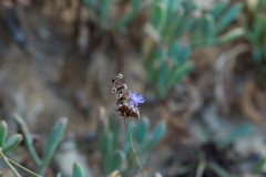 6D_Pancratium-maritimum0056