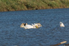 Agmon-Hula-14102019_0006