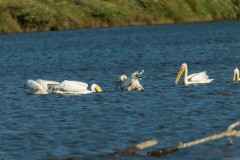 Agmon-Hula-14102019_0007