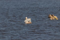 Agmon-Hula-14102019_0022