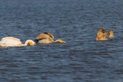 Agmon-Hula-14102019_0026