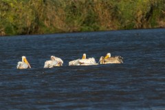 Agmon-Hula-14102019_0031