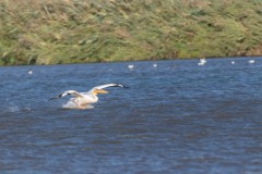 Agmon-Hula-14102019_0035