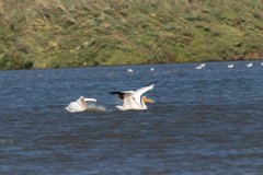 Agmon-Hula-14102019_0036